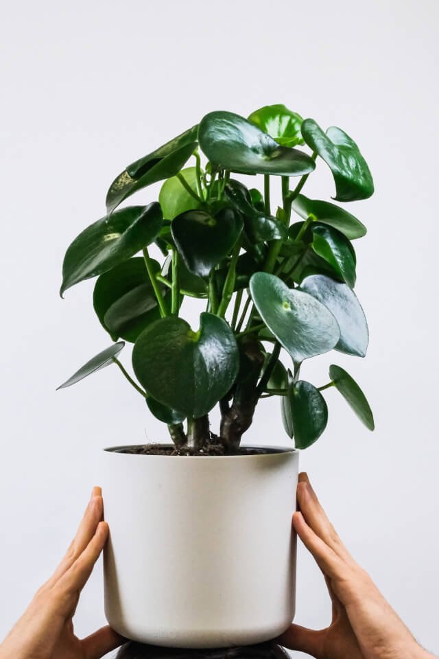 plants shop product gallery img 2 plants shop product gallery img 2